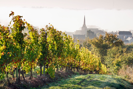 Savennires Clos du Papillon et l'glise Photo Philippe Caharel ©