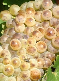 Savennières - Chenin blanc doré - Détail - Photo Philippe Caharel © Savennières - Chenin blanc doré - Détail - Photo Philippe Caharel ©