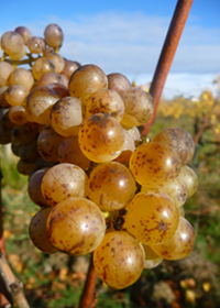 Chenin dor © Patrick Baudouin