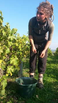 Vendanges Chenin © Patrick Baudouin