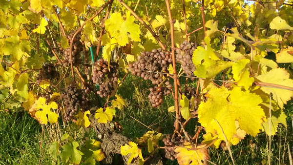 Chenin © Patrick Baudouin