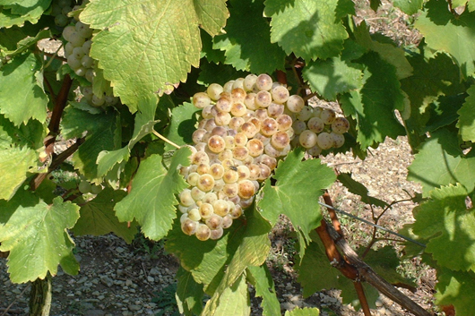 Savennires chenin blanc dore - photo Philippe Caharel copyright